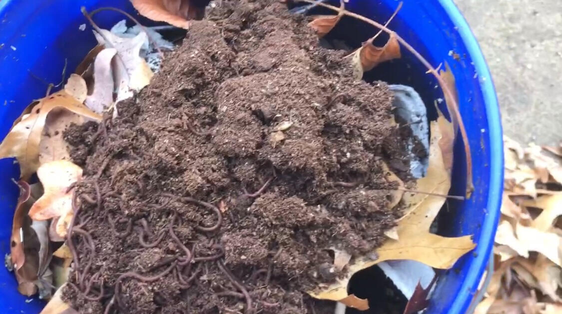 compost worms